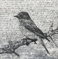 Bird in Manuscript / Mixed media on wood panel / 12x12 in (30 × 30 cm) 2025